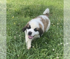 Saint Bernard Puppy for sale in HAZEL GREEN, AL, USA