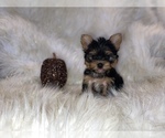 Small Photo #1 Yorkshire Terrier Puppy For Sale in HAYWARD, CA, USA
