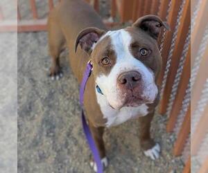 American Pit Bull Terrier-Unknown Mix Dogs for adoption in Las Vegas, NV, USA