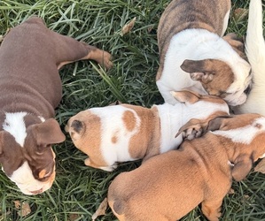 English Bulldog Puppy for sale in PALMER, KS, USA