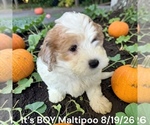 Litter of - Female Bernedoodle (Miniature) Puppy for Sale - Photo #8