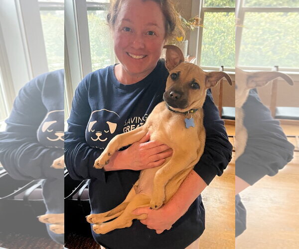 Medium Photo #7 Mutt Puppy For Sale in Bellevue, WA, USA