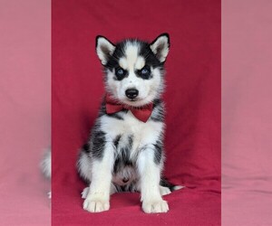 Siberian Husky Puppy for sale in QUARRYVILLE, PA, USA