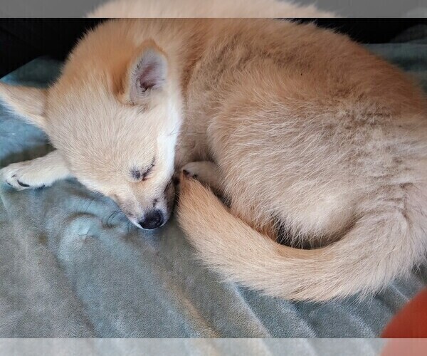 Medium Photo #21 Pomsky Puppy For Sale in LOVELAND, CO, USA