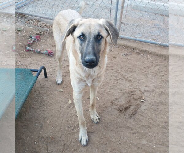 Medium Photo #10 Mutt Puppy For Sale in Apple Valley, CA, USA