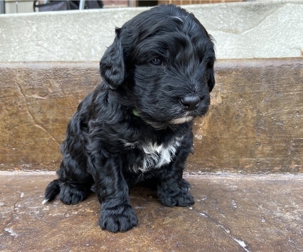 Medium Photo #9 Bernedoodle Puppy For Sale in AM FORK, UT, USA