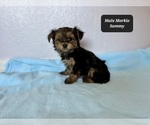 Small #3 Morkie