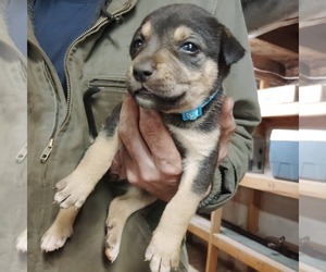 Aidi-English Cream Golden Retriever Mix Dogs for adoption in CHATHAM, VA, USA
