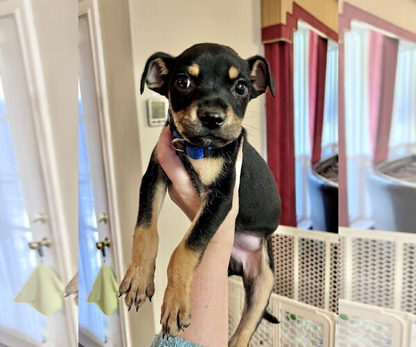 Medium Photo #17 American Staffordshire Terrier-Chihuahua Mix Puppy For Sale in McKinney, TX, USA