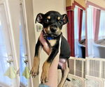 Small #16 American Staffordshire Terrier-Chihuahua Mix
