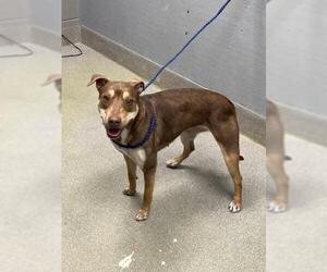 German Shepherd Dog-Unknown Mix Dogs for adoption in Las Vegas, NV, USA