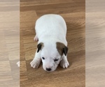 Small Photo #2 Jack Russell Terrier Puppy For Sale in DAWSONVILLE, GA, USA