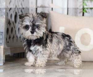 Snorkie Puppy for sale in MOUNT VERNON, OH, USA
