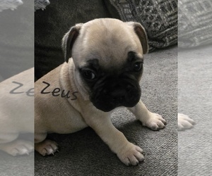 Medium French Bulldog