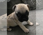 Puppy Zeus French Bulldog