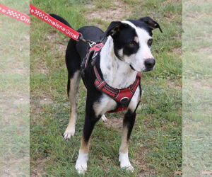 Max - Male Mutt Dog for Adoption - Photo #4