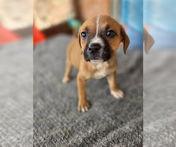 Medium Photo #1 Box-a-Pug Puppy For Sale in Aurora, IN, USA