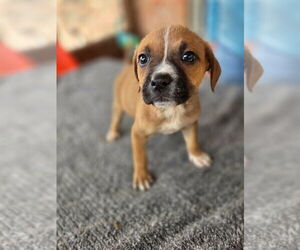 Box-a-Pug Dogs for adoption in Aurora, IN, USA