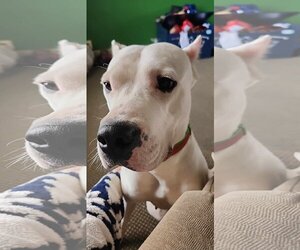 Dogo Argentino-Unknown Mix Dogs for adoption in Columbus, IN, USA