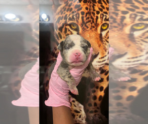 Medium American Bully