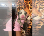 Puppy Puppy 3 American Bully