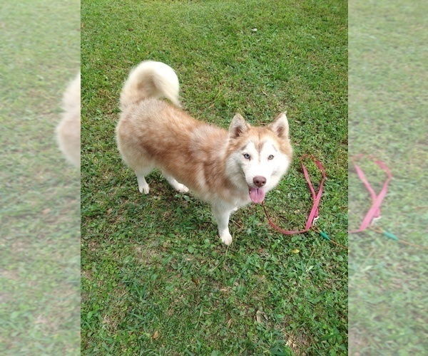 Medium Photo #1 Pomsky Puppy For Sale in ORANGE PARK, FL, USA
