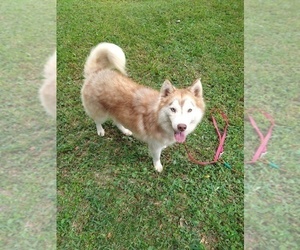 Mother of the Pomsky puppies born on 12/27/2025