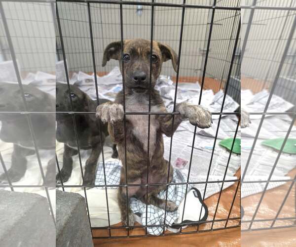 Medium Photo #1 Labrador Retriever-Unknown Mix Puppy For Sale in SHERBURNE, NY, USA