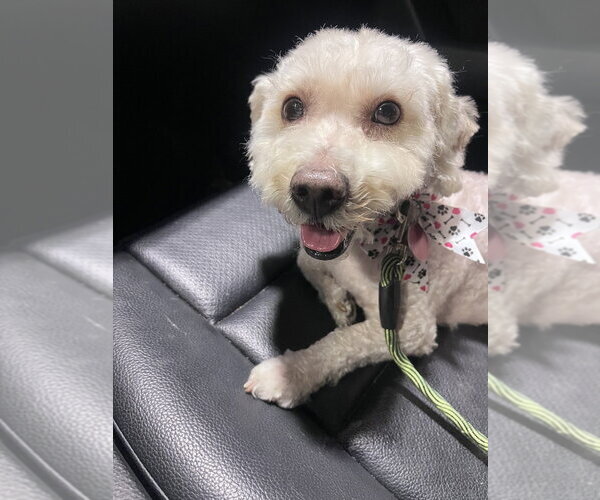 Medium Photo #1 Poodle (Miniature)-Unknown Mix Puppy For Sale in Brooklyn, NY, USA