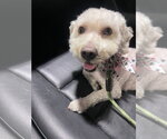 Small Poodle (Miniature) Mix