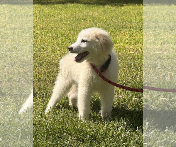 Medium Photo #3 Great Pyrenees-Unknown Mix Puppy For Sale in Yardley, PA, USA