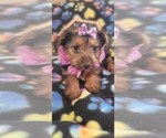 Small Photo #4 Yorkshire Terrier Puppy For Sale in AKRON, OH, USA