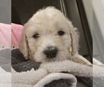 Small Photo #16 Goldendoodle Puppy For Sale in ATHENS, TN, USA