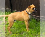 Small #2 Boxer