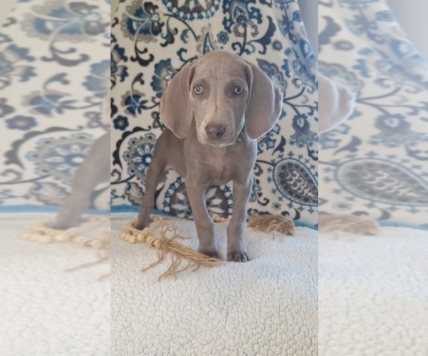 Medium Photo #2 Weimaraner Puppy For Sale in LEWISBURG, KY, USA