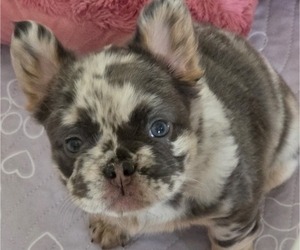 Medium French Bulldog