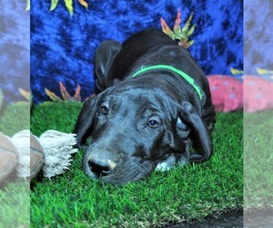Great Dane Puppy for sale in BANGOR, WI, USA
