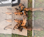 Small Photo #7 Belgian Malinois Puppy For Sale in VALRICO, FL, USA