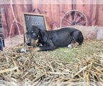 Small #1 Catahoula Leopard Dog