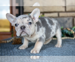 Medium French Bulldog