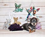 Puppy Yogi Chihuahua