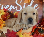 Small Photo #1 Labrador Retriever Puppy For Sale in MOUNT AIRY, NC, USA
