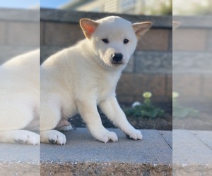 Shiba Inu Puppy for sale in CANOGA, NY, USA