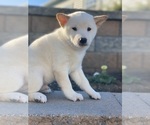 Small Shiba Inu