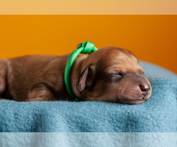 Medium Photo #59 Dachshund Puppy For Sale in CROWLEY, TX, USA