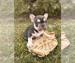 Small #2 French Bulldog
