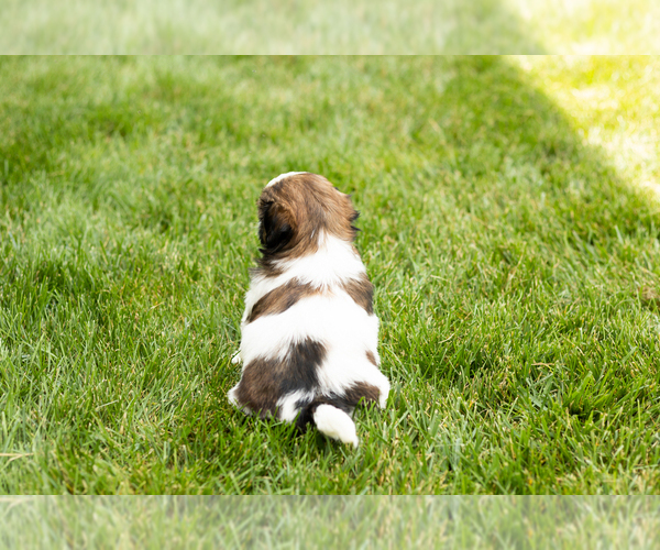 Medium Photo #4 Shih Tzu Puppy For Sale in NAPPANEE, IN, USA