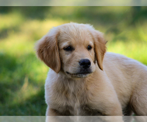 Golden Retriever Puppy for Sale in LIBERTY, Kentucky USA