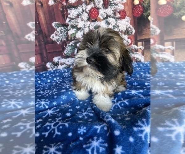 Medium Photo #1 Havanese Puppy For Sale in LANCASTER, PA, USA