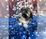 Small Photo #1 Havanese Puppy For Sale in LANCASTER, PA, USA